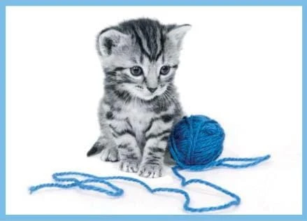 Karnet kolory z kopertą Pocztówka Kotek