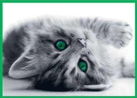 Karnet kolory z kopertą Kotek Pocztówka Prezent