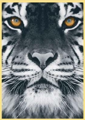 d33838484610639af4fd545795565b38