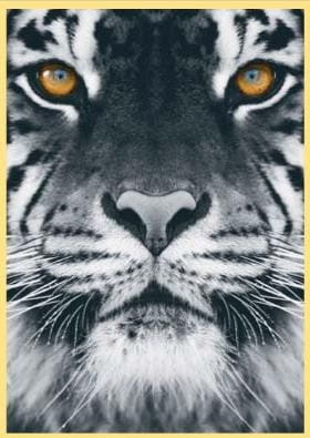 d33838484610639af4fd545795565b38