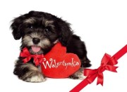 17ffbc12a9cc891ecdf27c93b6dc6d00