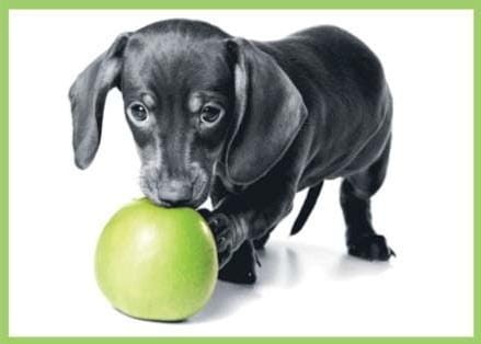 Karnet kolory z kopertą Piesek 1