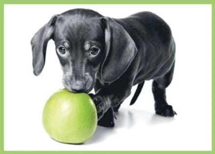 Karnet kolory z kopertą Piesek 1