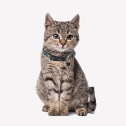 Obroża dla psa lub kota Batman  (6).jpg