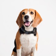 Obroża dla psa lub kota Batman  (5).jpg