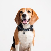 Obroża dla psa kota Star Wars Darth Vader XXSXS  (4).jpg