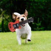 Gryzak dla psa ACDC gitara elektryczna XL licencja  (8).jpg