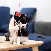 Różdżka Zabawka na sznurku dla kota Myszka Minnie  (2).jpg