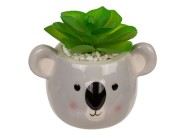 Dekoracyjna roślina w doniczce koala lub leniwiec 1.jpg