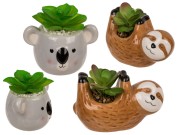 Dekoracyjna roślina w doniczce koala lub leniwiec 2.jpg