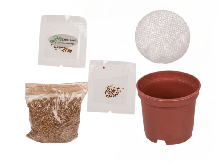 Czterolistna Koniczynka Wyhoduj Sam Hodowla4.png