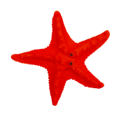 Rosnące Zwierzątko Morskie 10 cm – Magiczna Zabawka dla Dzieci  (5).png