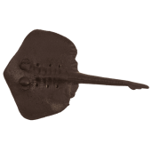 Rosnące Zwierzątko Morskie 10 cm – Magiczna Zabawka dla Dzieci  (8).png