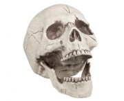 Czaszka z uchylną szczęką 20 cm – dekoracja i gadżet Halloween