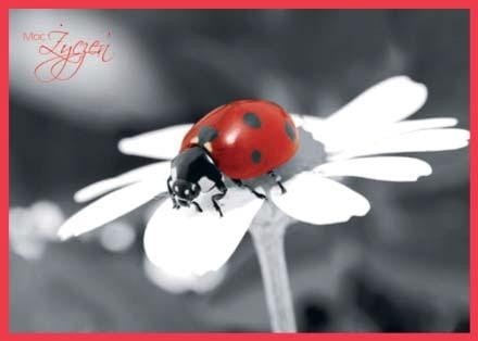 Karnet kolory z kopertą Moc Życzeń Biedronka