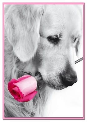 Karnet kolory z kopertą Pocztówka Pies z Różą