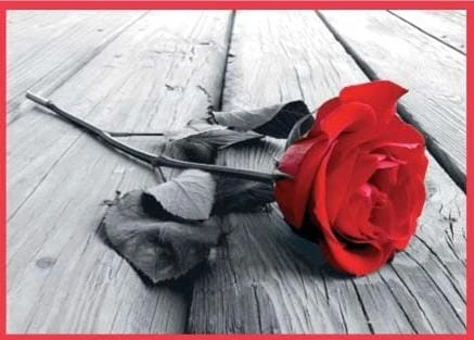 Karnet kolory z kopertą Pocztówka Róża na Deskach