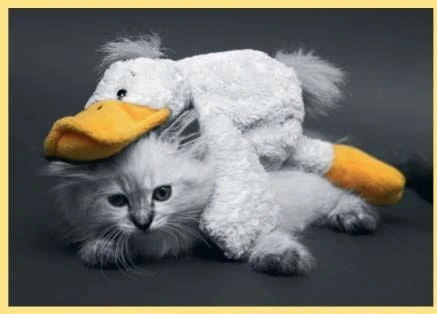 Karnet kolory z kopertą Pocztówka z Kotkiem